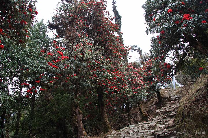 15 Rhododendron bos.jpg